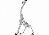 Coloring Melman Pages Cartoon sketch template