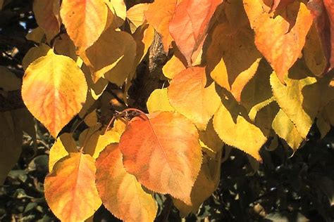 daun berwarna warni halaman  kompascom