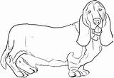 Hound Coloring Basset Pages Dog Draw Getcolorings Bassett Print Printable Color Drawing Choose Board Dragoart Step sketch template