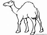 Desert Animals Camel Coloring Drawing Pages Cartoon Kids Printable Animal Sahara Clip Clipart Land Color Cliparts Print Sheets Deserts Library sketch template