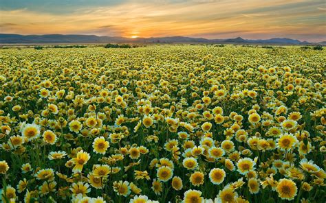 Yellow Flower Field Wallpaper