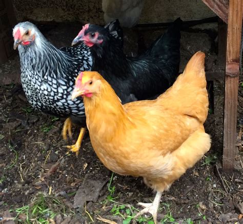 A Guide To Raising Urban Backyard Chickens For Busy People
