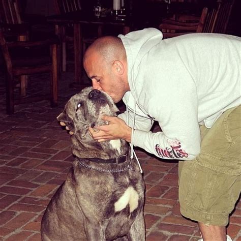 vin   dog roman cane corso vin diesel  love dogs