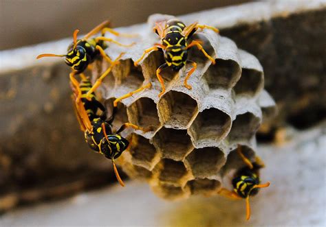wasps bees allied services australia