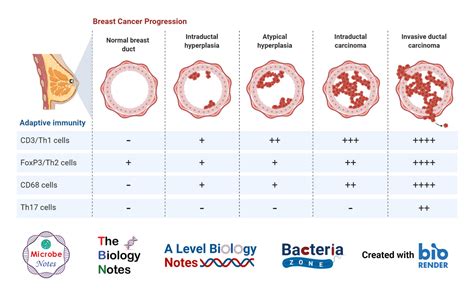 breast definition structure functions and breast cancer