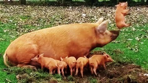 adorable piglet proves pigs   fly  mother launches  offspring   air