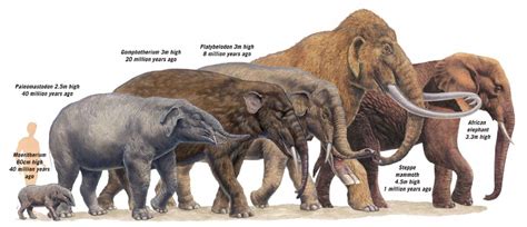 extinct elephant species google search ancient animals prehistoric