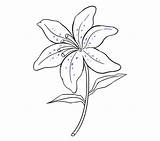 Lily Drawing Draw Flower Easy Drawings Step Lilies Daylily Lilly Flowers Easter Sketches Paintingvalley Steps Few Easydrawingguides Choose Board sketch template