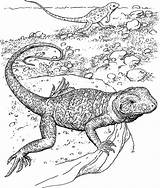 Coloring Lizard sketch template