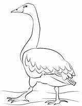 Swan Tundra Coloring Swans Pages Printable Categories sketch template