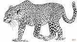 Ausmalbild Leopardo Pantera Kolorowanka Leopardos Animales Kolorowanki Ausdrucken Guepardo Kleurplaat Malvorlagen Gepard Dibujo Coloriage Jachtluipaard Gevaarlijk Leopards Kleurplaten Druku Lampart sketch template