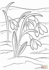 Coloring Spring First Pages Snowdrops Sign Printable sketch template