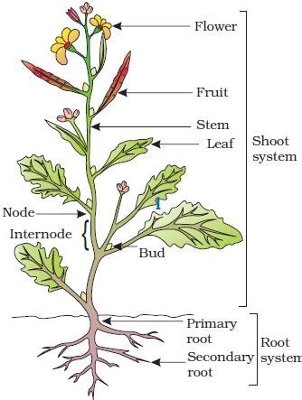 explain  parts   typical flowering plant qs study