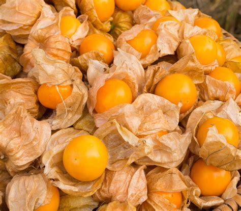 health benefits of golden berries cape gooseberries pulselive kenya