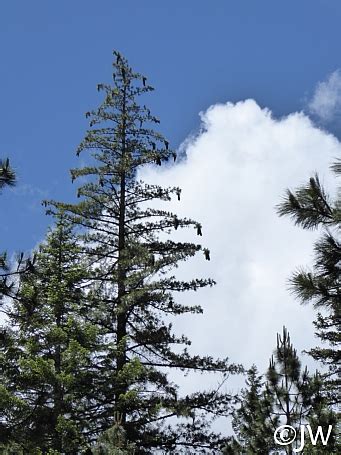 pinus lambertiana california flora nursery