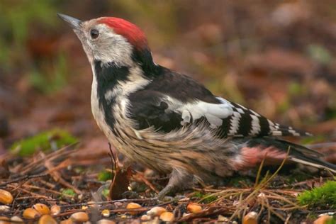 vogel mit rotem kopf entdeckt welcher ist es gartenlexikonde