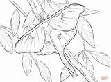 Coloring Moth Luna Pages Realistic Drawing Dot Printable sketch template