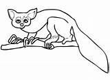 Aye Lemur Coloring Pages Clipart Printable Drawing Color Kids Categories Clipground sketch template