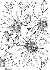 Coloring Flowers Dover Clematis Haven Publications Bloom Mandalas Outlines Designlooter Patrones sketch template