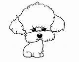 Poodle Coloring Puppy Coloringcrew sketch template