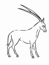 Springbok Oryx Impala sketch template