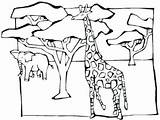 Coloring African Savanna Pages Acacia Tree Animals Trees Getcolorings Colo sketch template
