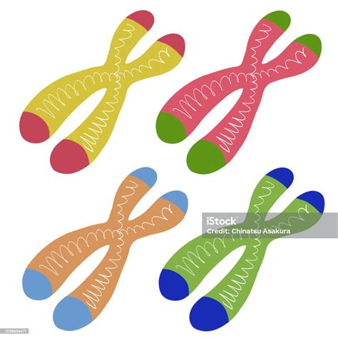 Ilustración De Ilustración De Cromosomas Y Telómeros Y Más Vectores