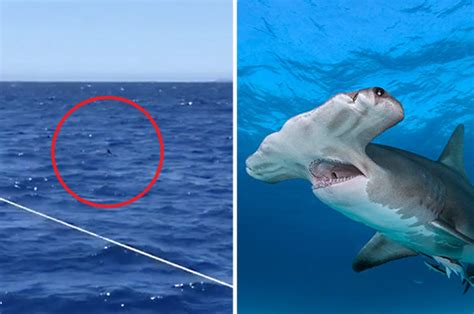Snorkeling Brits Told ‘no Sharks In The Water’ Spot Hammerhead Lurking