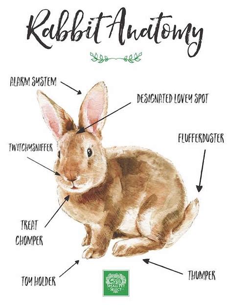 sweet rabbit anatomy print rabbit anatomy bunny care rabbit