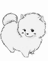 Pomeranian Drawing Outline Paintingvalley Drawings Collection sketch template