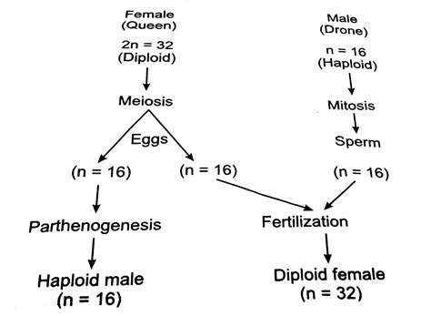 With The Helop Of A Chart Explain The Method Of Sex Determination In