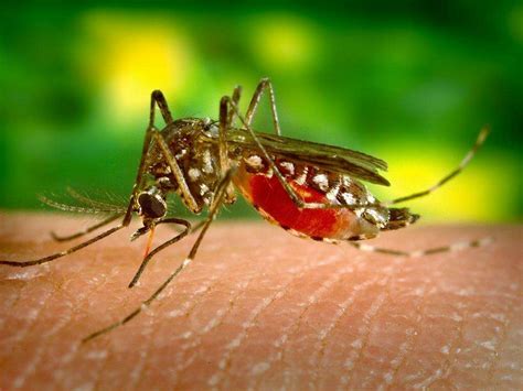 zika virus  zika virus symptoms