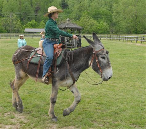 praises  mules donkeys sung  leatherwood event news journalpatriotcom