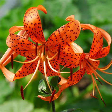 colorful tiger lily bulbs  sale wild  tiger lily mix easy