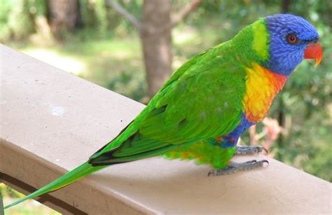 australian rainforest birds pictures   sharing