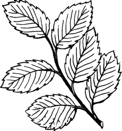 pin  judy bailey  flowers leaf coloring page leaf clipart leaf