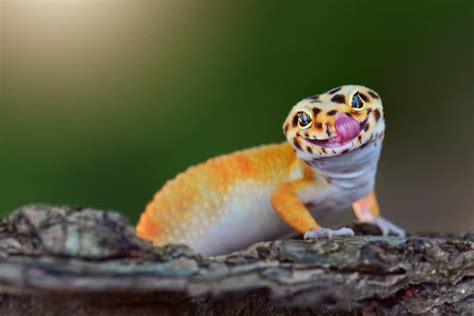 leopard gecko names  list    cute fun