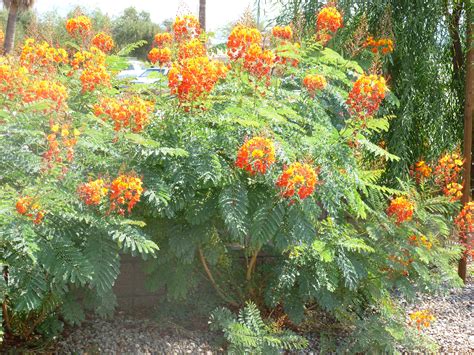 phoenix bushes red orange flowers tjs garden