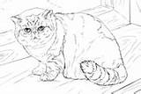 Cat Coloring Pages Shorthair Exotic British Cats Printable Drawing sketch template
