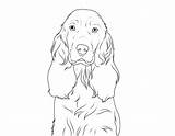 Spaniel Cocker Hunde Englischer Hund Malvorlage Malen Hunderassen Malvorlagen Schule sketch template