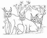 Caracal Coloring Kittens Pages Mother Drawing Printable Color Popular Library Clipart Categories Supercoloring sketch template