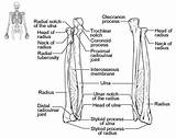 Ulna Radius Bone Limb Upper Forearm Labelled Humerus Proximal Joints Medial Physiology Ligaments Labeled Posterior Interosseous Elbow Structures Tuberosity Lateral sketch template