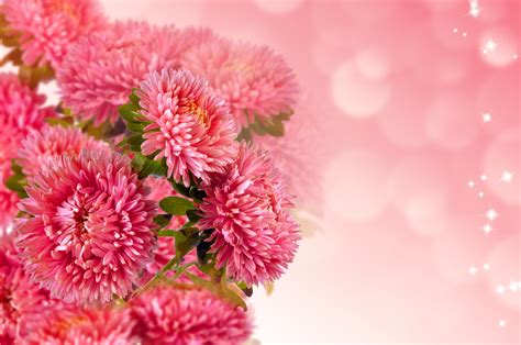 beautiful floral background  stock photo public domain pictures