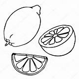 Lemon Slice Drawing Tomato Clipart Sketch Half Coloring Template Pages Drawings Clipartmag sketch template