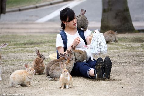 omg there s a rabbit island in japan