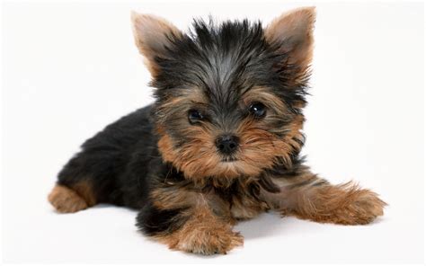 cute yorkie puppies wallpaper high definition high quality widescreen