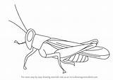 Insects Insect Drawingtutorials101 Bugs Paintingvalley sketch template