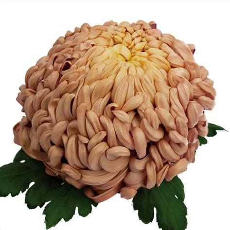 chrysant sgl vienna copper cm wholesale dutch flowers florist supplies uk
