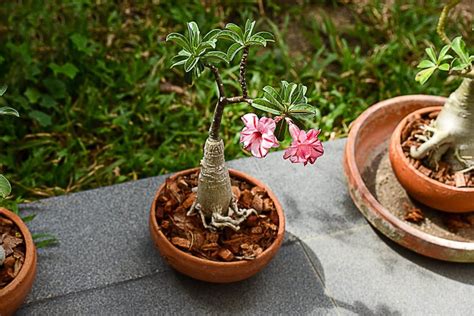 Trimming Desert Rose Plants Learn About Desert Rose Pruning Techniques