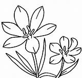 Flower Coloring Pages Jasmine Clipart Pasque Crocus Drawing Printable Color Clip Columbine Draw Drawings Getdrawings Clipartmag Paintingvalley Clipground Getcolorings Popular sketch template